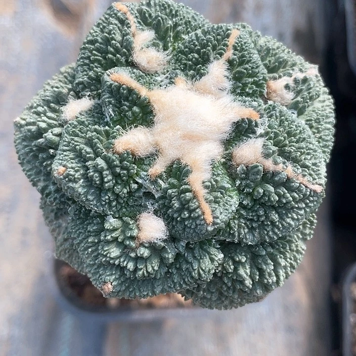 仙人球袖浦接哥斯拉7.9公分