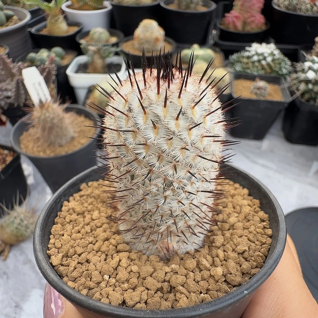 实生直刺佩雷脱土发货