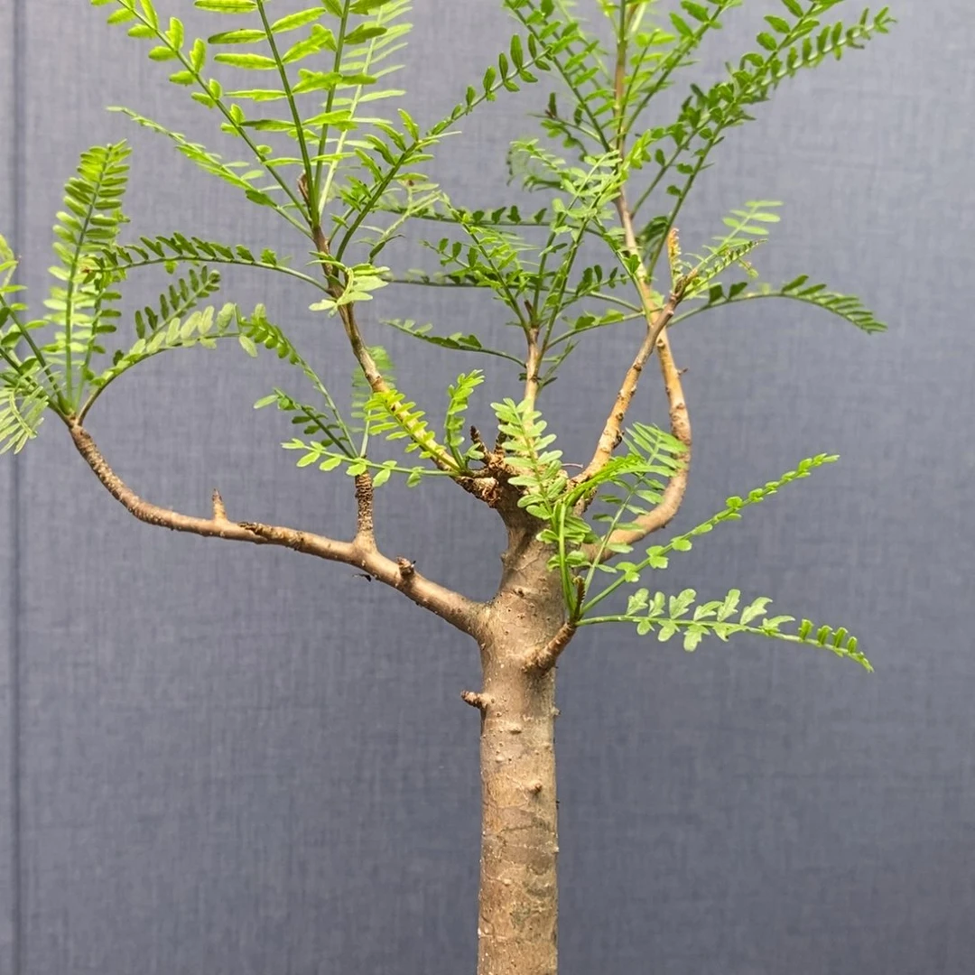 羽叶裂榄实生带盆