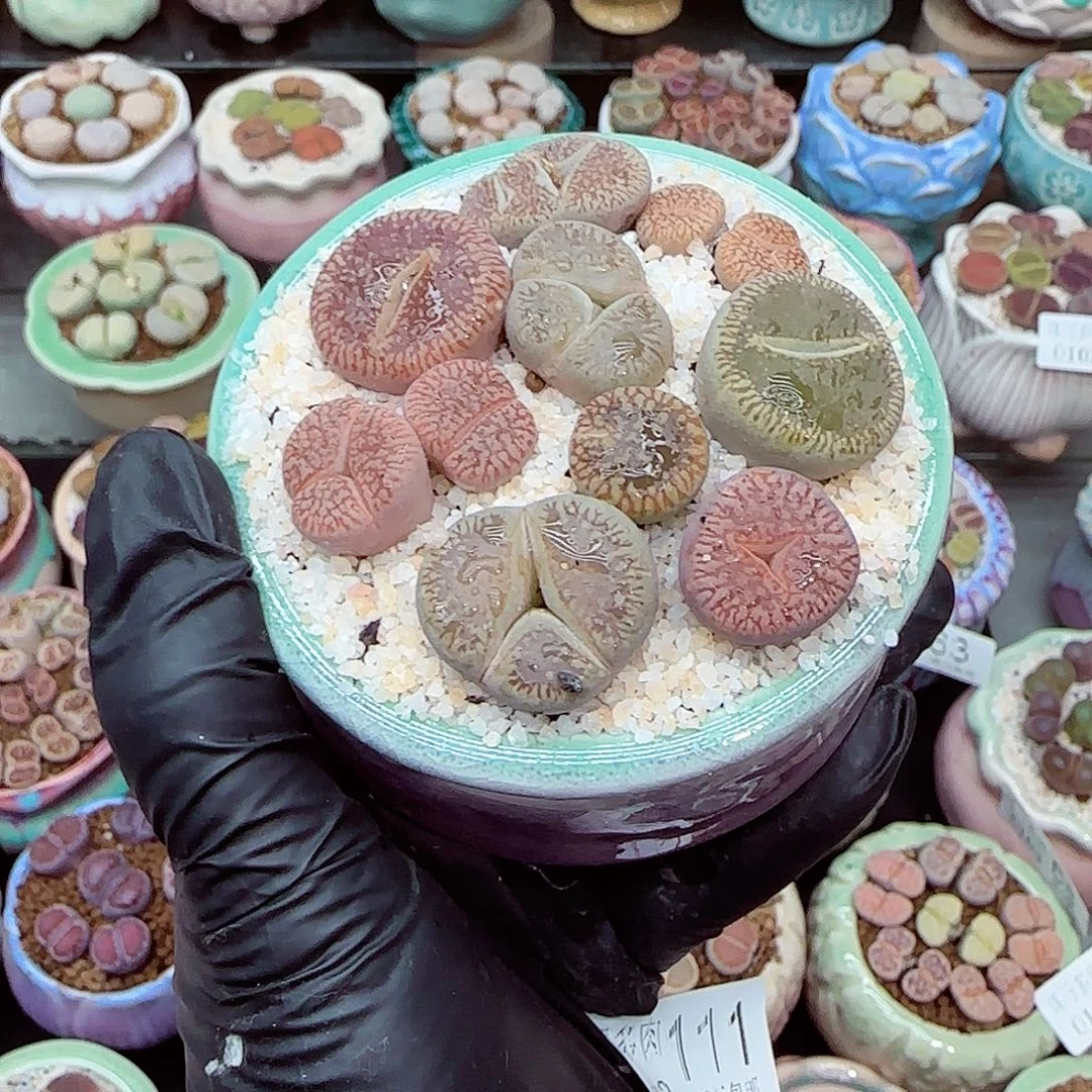 生石花满18包邮0103-111