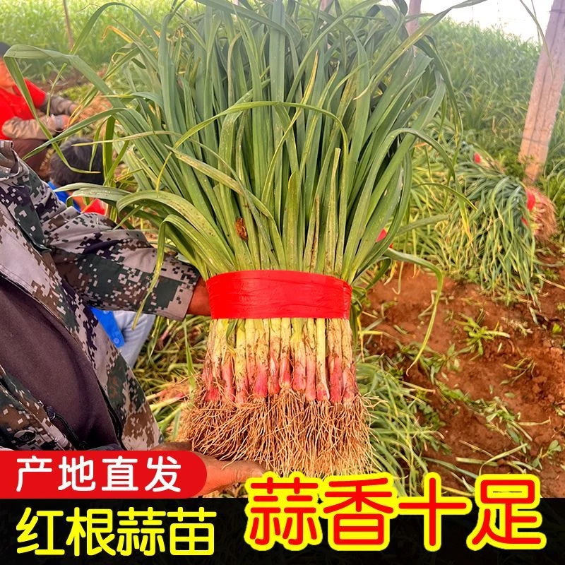 新鲜蒜苗红皮大蒜新鲜蔬菜农家自种香蒜现挖带泥紫皮大蒜西洋菜