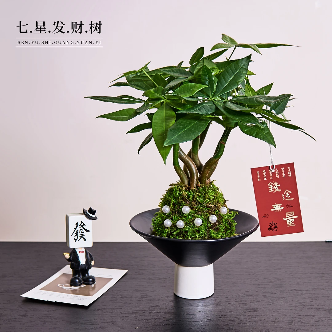 奇趣发财树盆栽苔藓球办公室内桌面绿植花卉耐阴好养活水培植物
