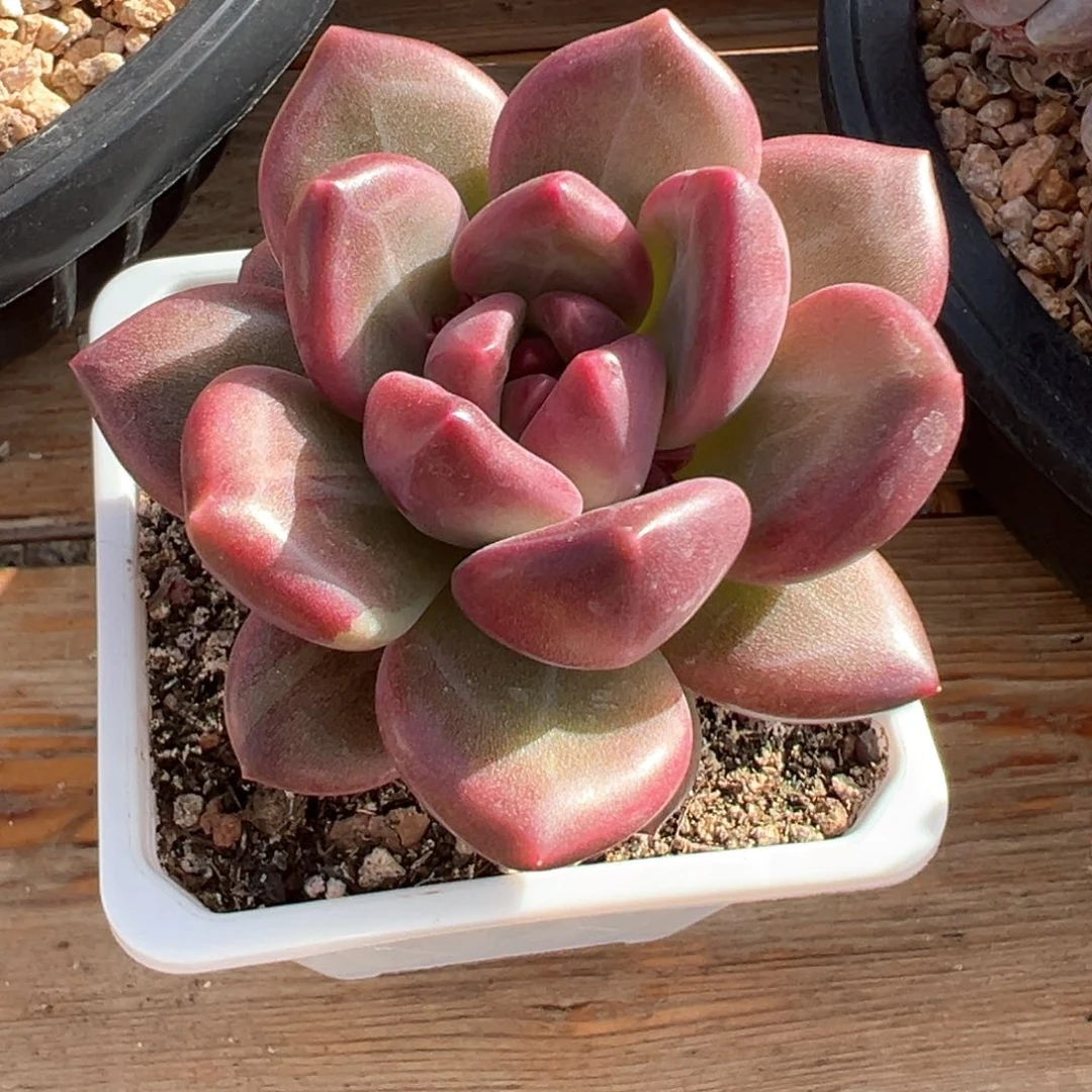 迷雾泡泡多肉植物