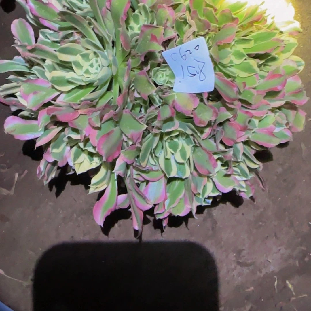 用****8一物一拍多肉法师福利0620