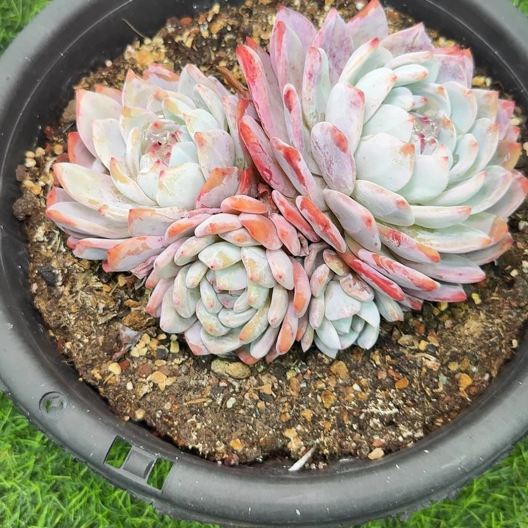 重****肉多肉植物不带盆发货