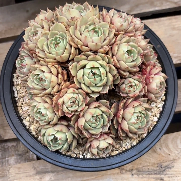 多肉植物，笨吧蒂斯