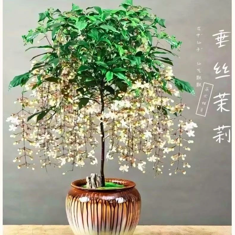 垂丝茉莉耐热好养花卉盆栽 直播间一物一拍