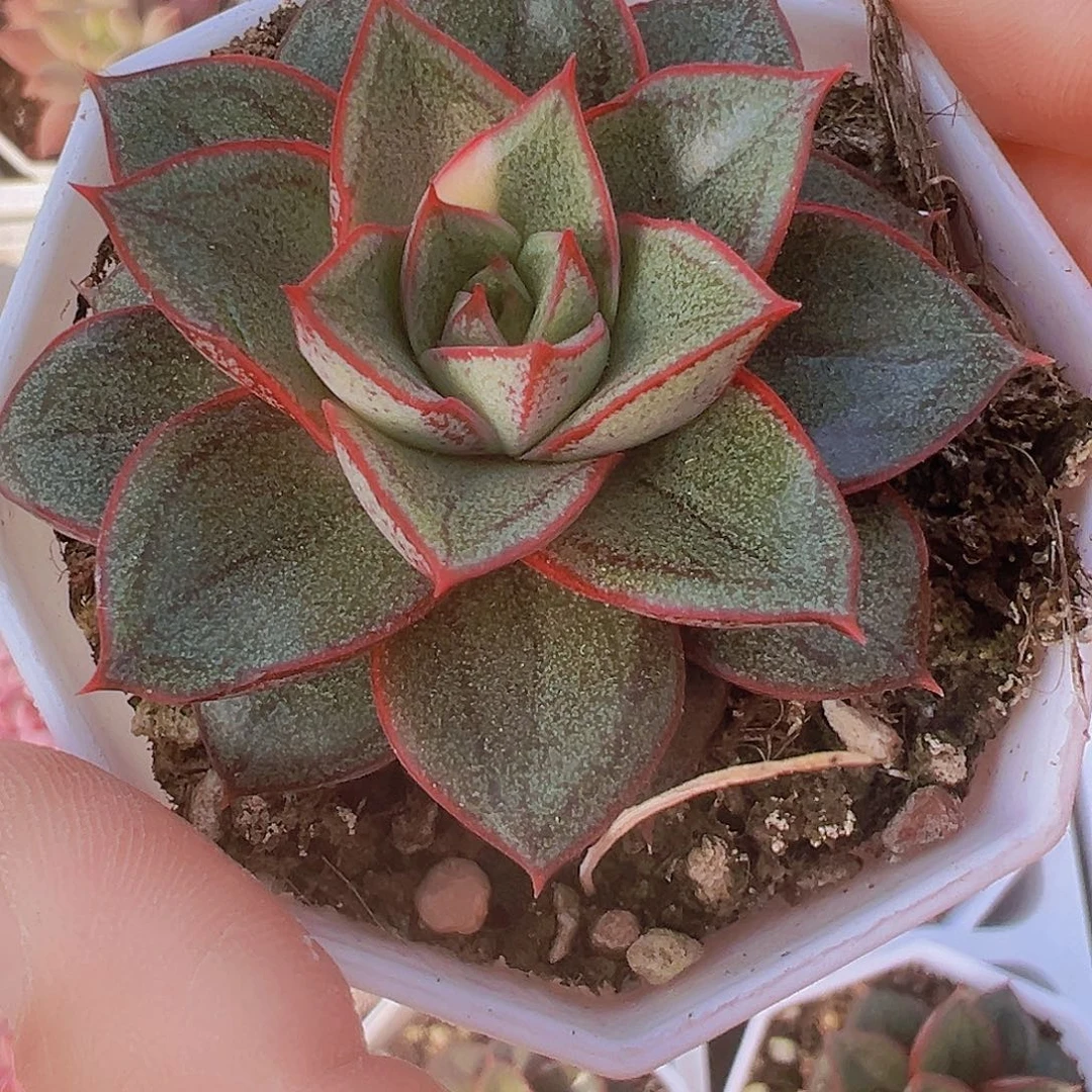 麒麟座19包邮多肉