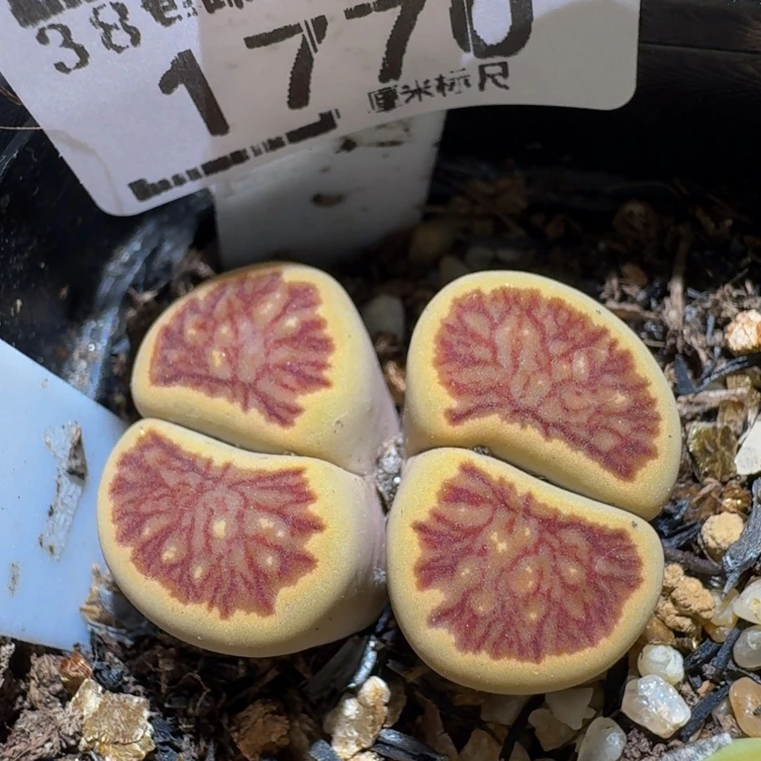 Ssss精品生石花1770