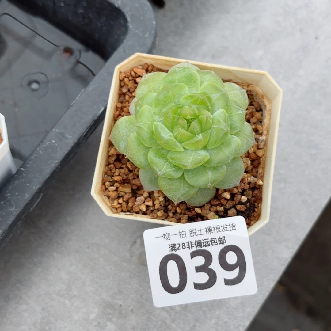 玻璃樽单头无盆土发货