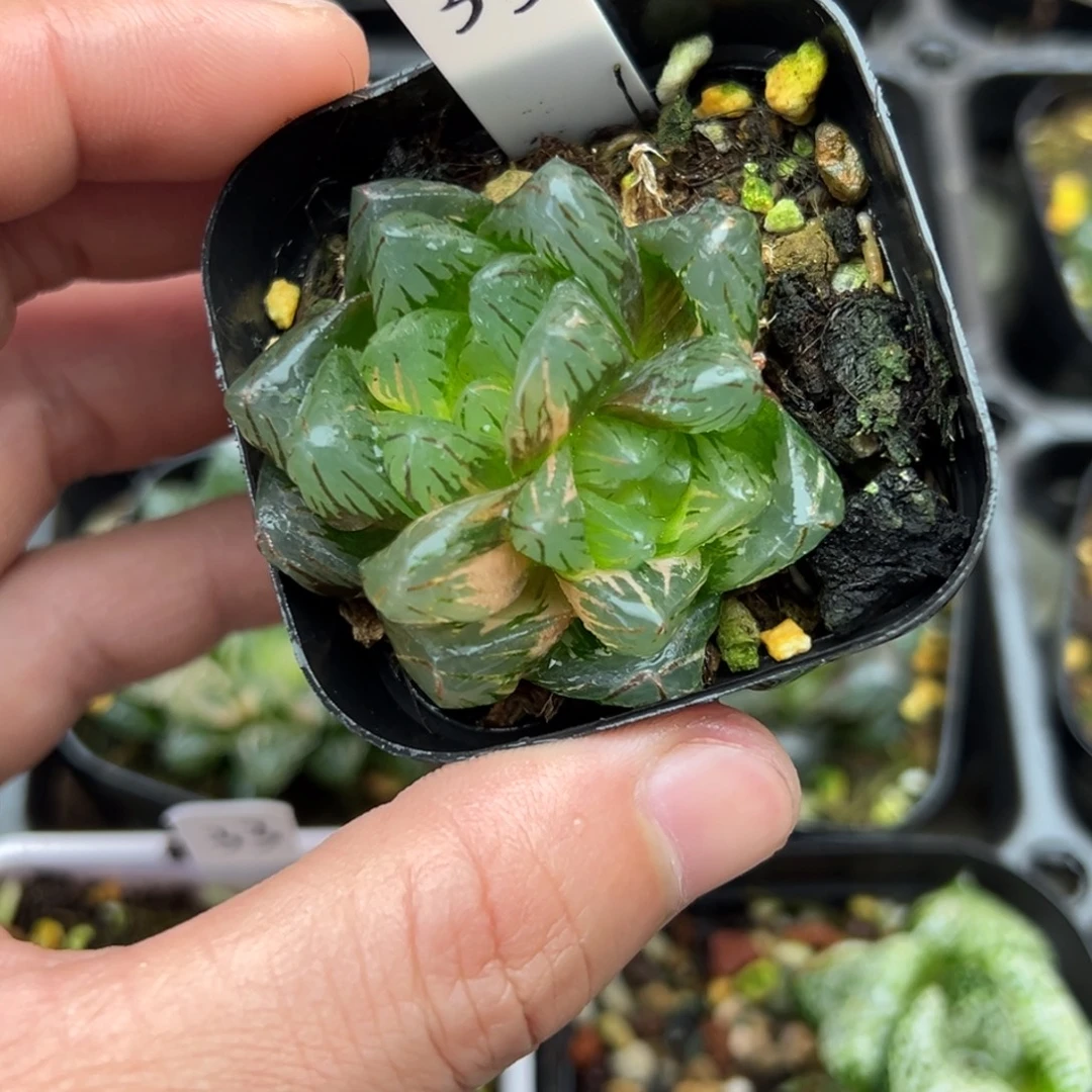 35龙鳞玉露锦一物一拍