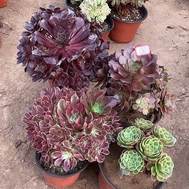 636多肉植物组合，