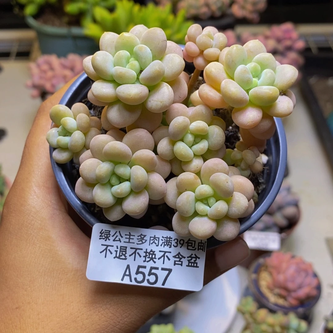 557洛可可多肉7cm