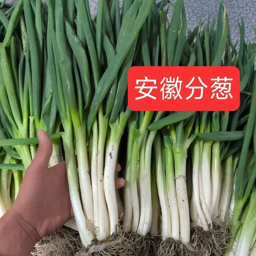 现挖新鲜大葱农家露天批发种植生吃脆嫩可包饺子包子大葱根葱叶