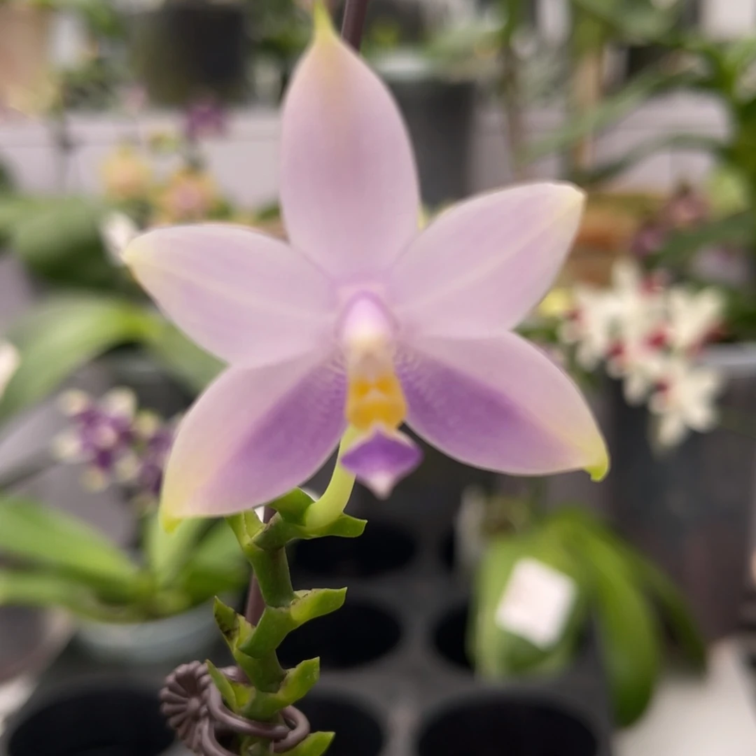 完全开放2572 2.5寸21CU蓝荧光 一物一拍