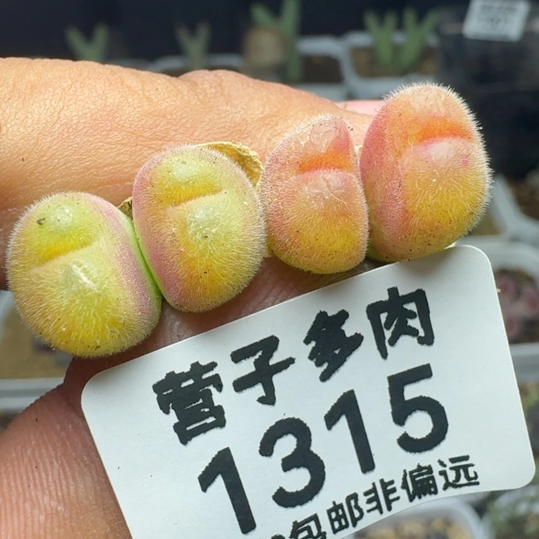 长毛两颗双头。