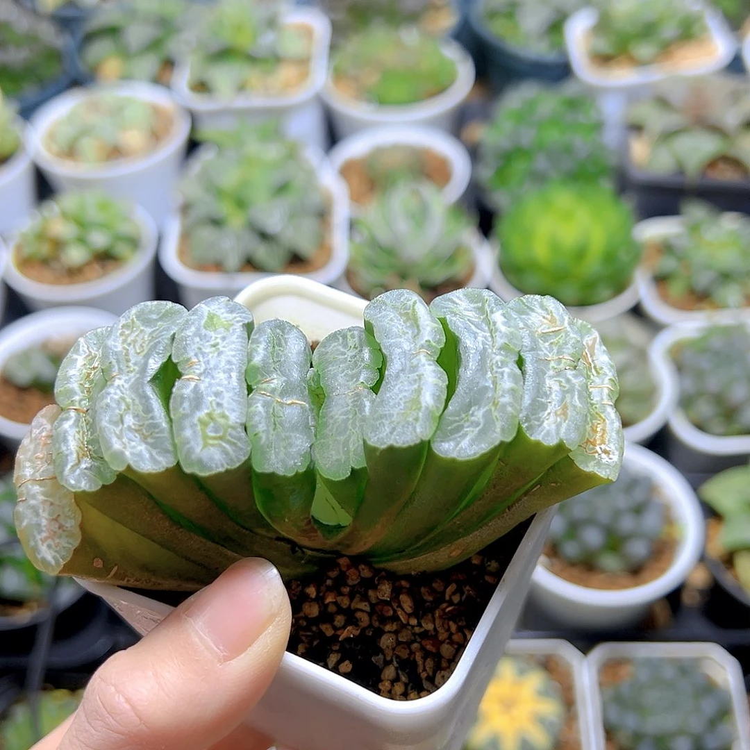 常乐玉扇多肉多肉一颗