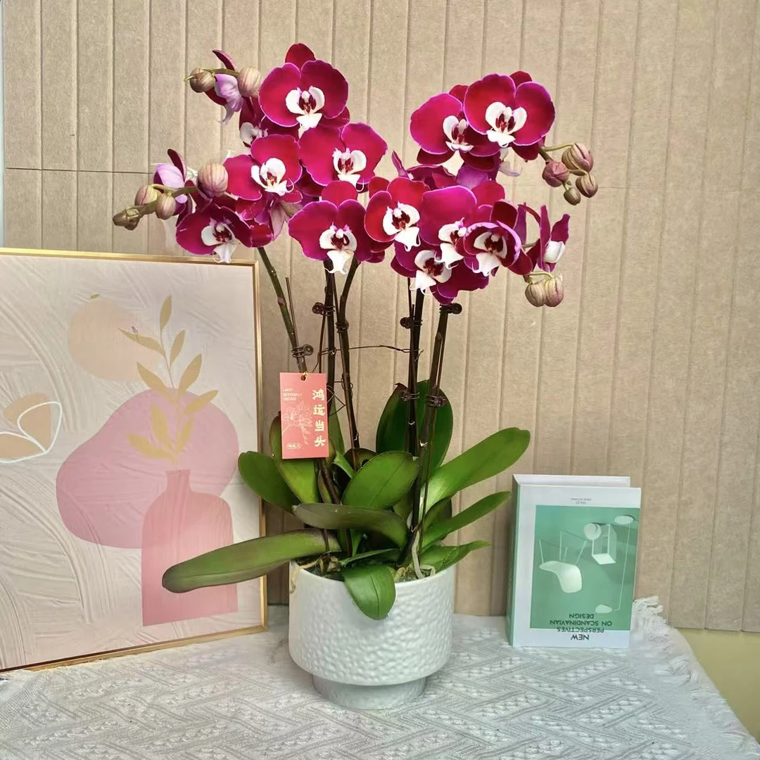 福满  米歇尔 欧洲进口蝴蝶兰观赏花卉 现货发货真花观赏