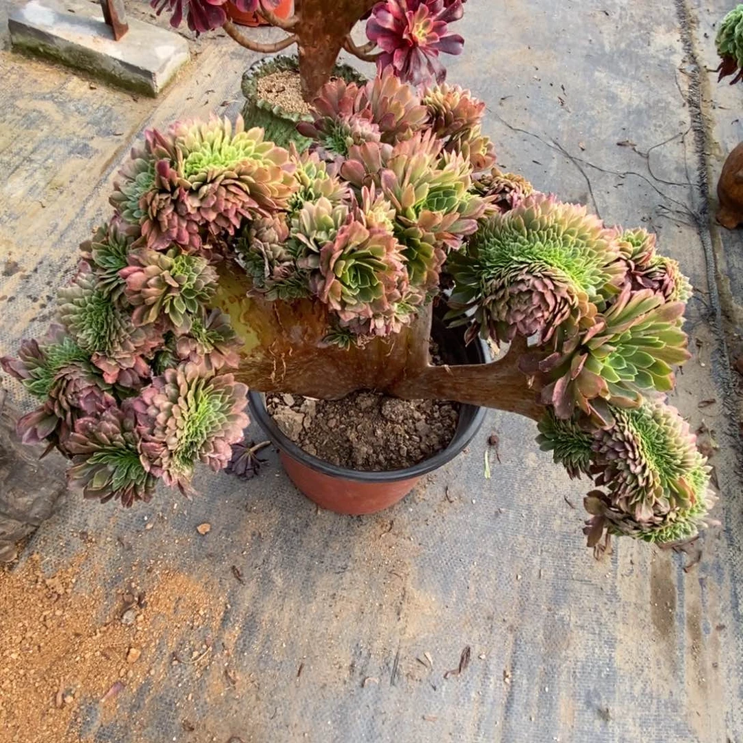 无花朵嘉年华缀化