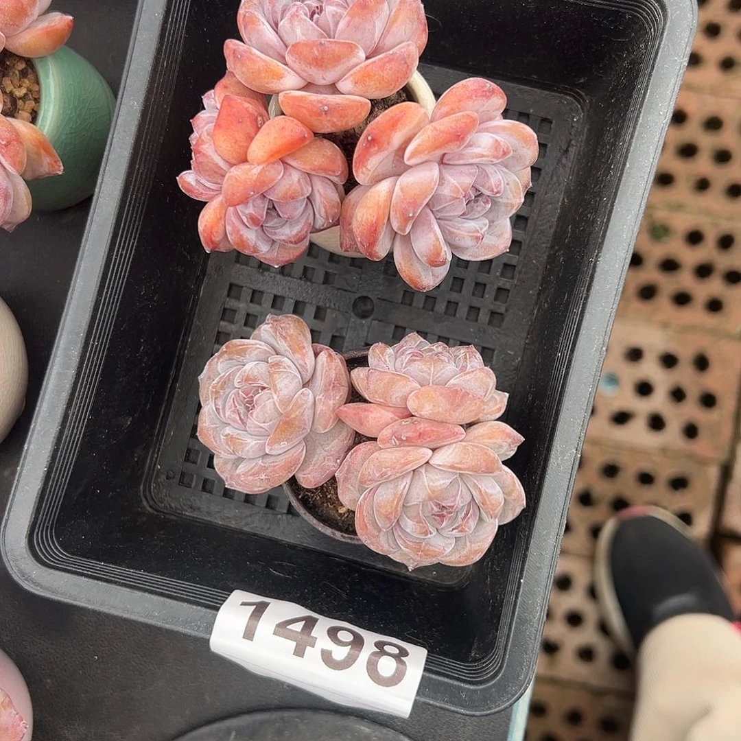 鱼***丶俩个三头星影带盆发1498