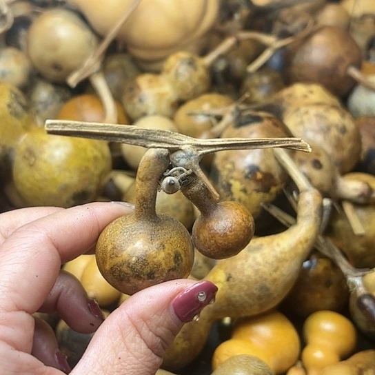 ꧁**꧂葫芦葫芦葫芦葫芦