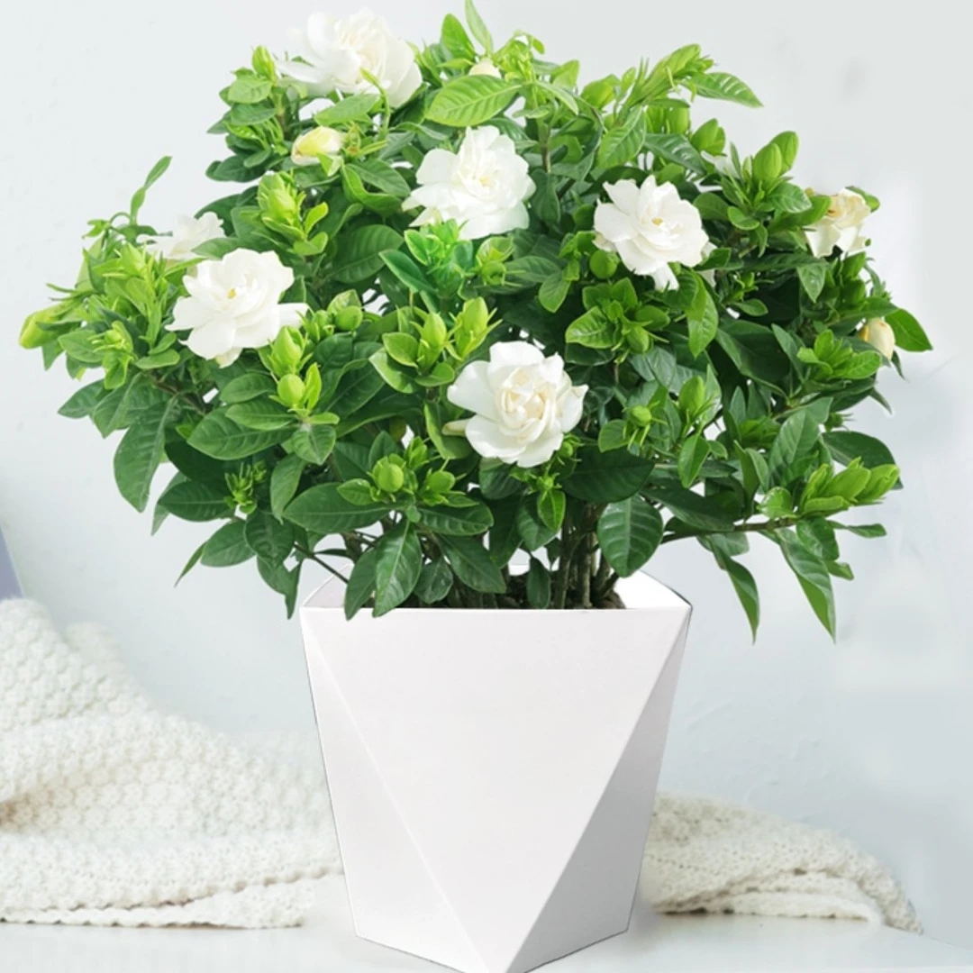 160大盆栀子花盆栽送菱形盆浓香型绿植四季好养客厅阳台吸甲醛
