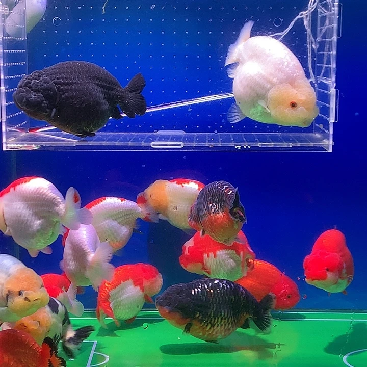 金鱼开箱视频包损