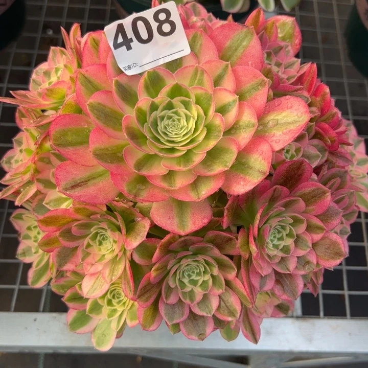 408玉资20厘米左右