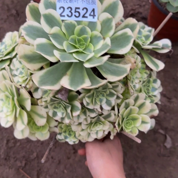 23524绿豆沙多肉植物