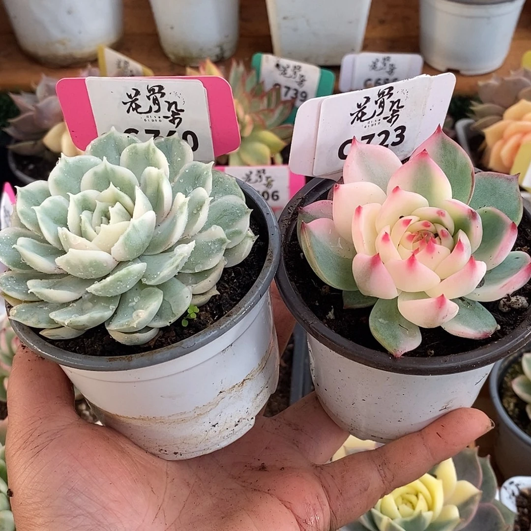 740，723组合哈哈哈哈哈哈哈