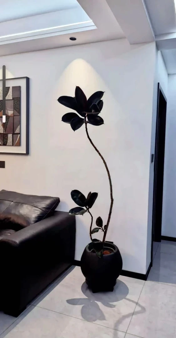 黑金刚橡皮树室内大型绿植客厅大盆栽造型四季好养办公室阳台植物