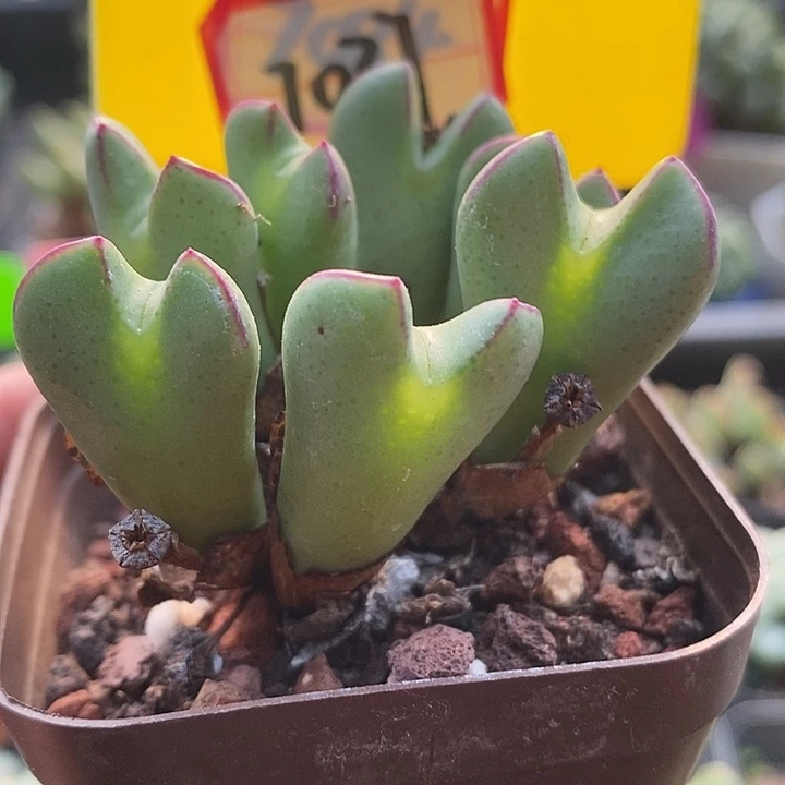 今天晚上有活动哦啊吗亲7037