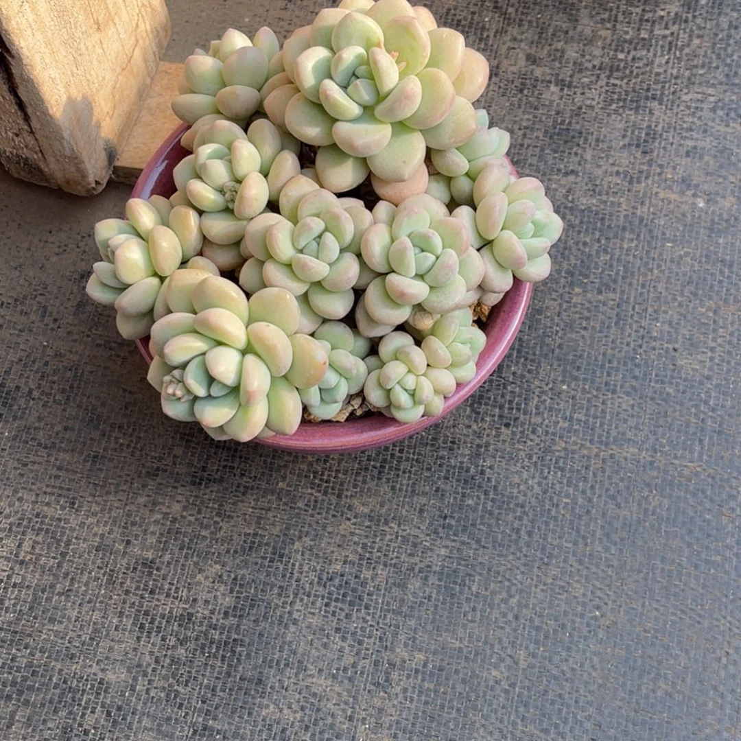 糊*?泡泡糖，换寄养发货……
