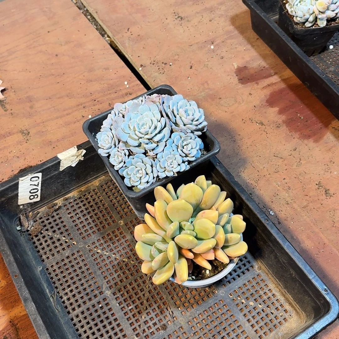 知***婳111111111111111海棠花