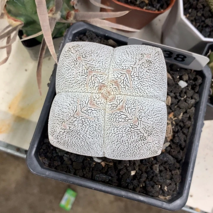 【闪购商品】人*一开播福利实生