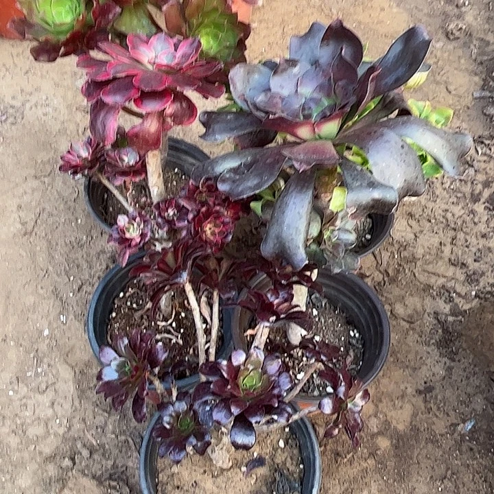 118多肉植物瑕疵特价，