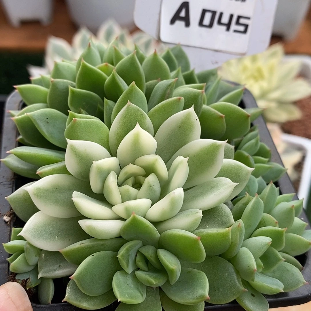 45长岛哈哈哈哈哈哈