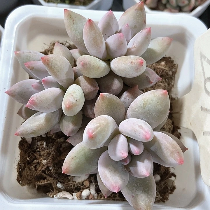 多肉植物所罗门2011