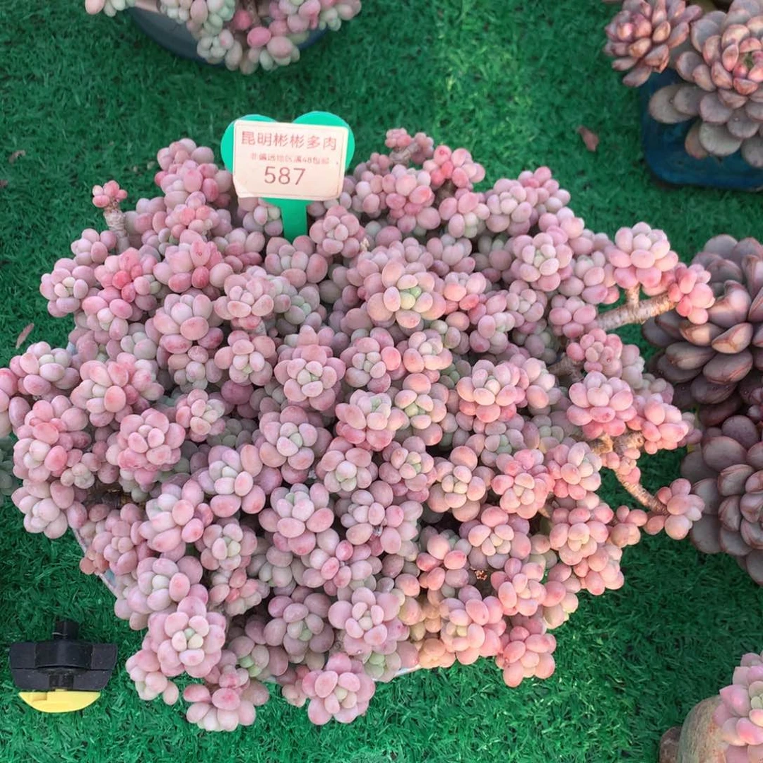 鱼子酱老桩一物一拍587