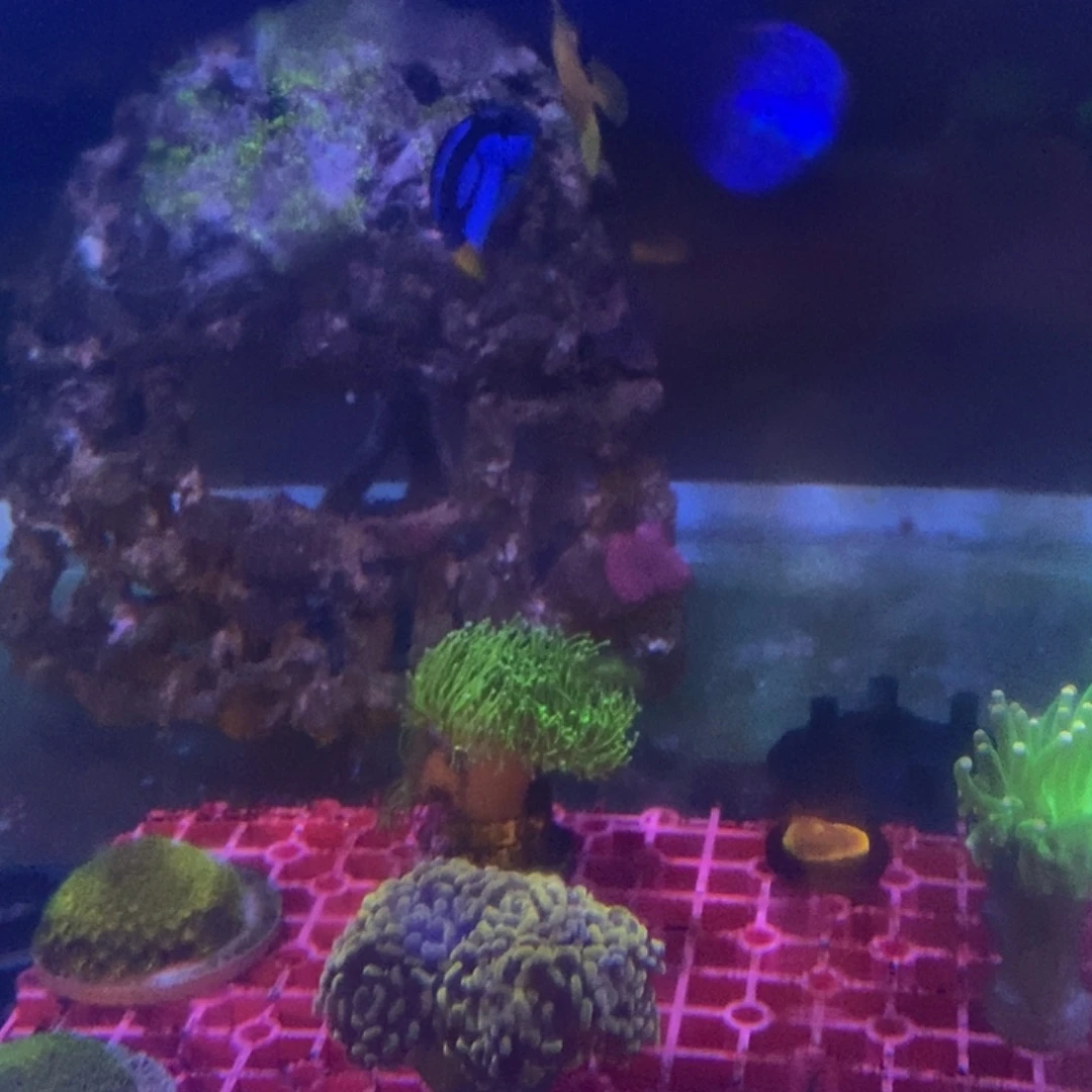 海水鱼海水观赏鱼蓝吊