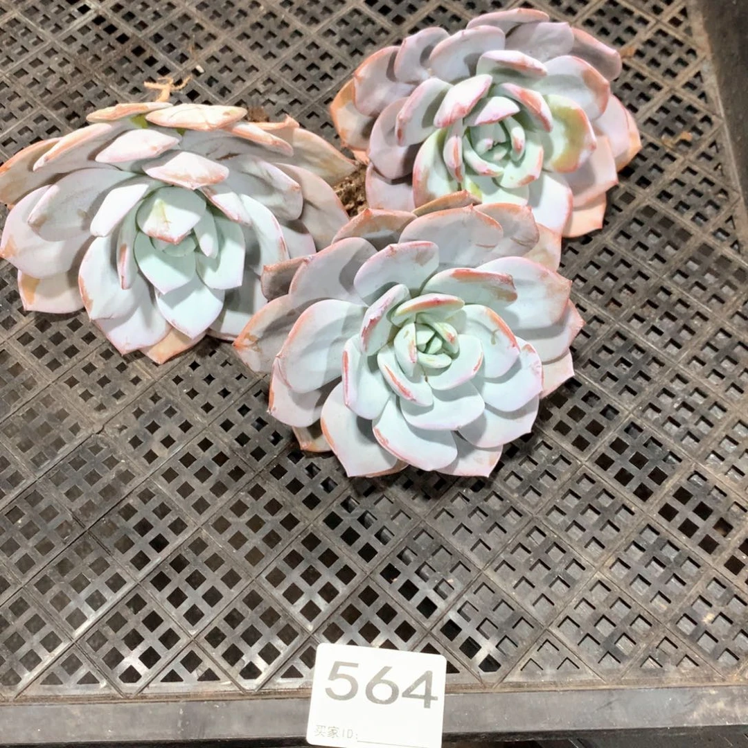 诺***诺#564 售后范围：签收起7天内，不拍冷链不售后