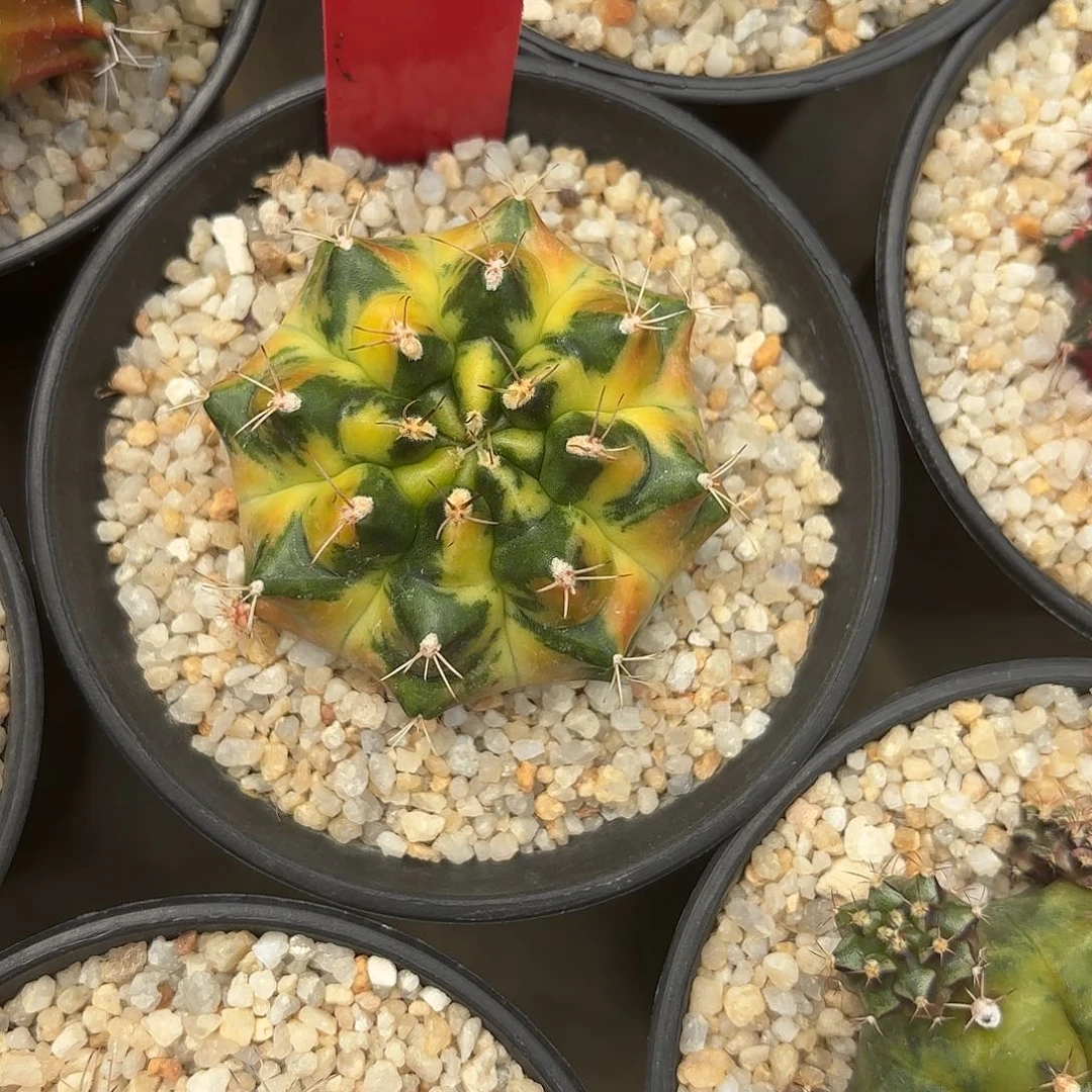259-0915泰国发货多肉