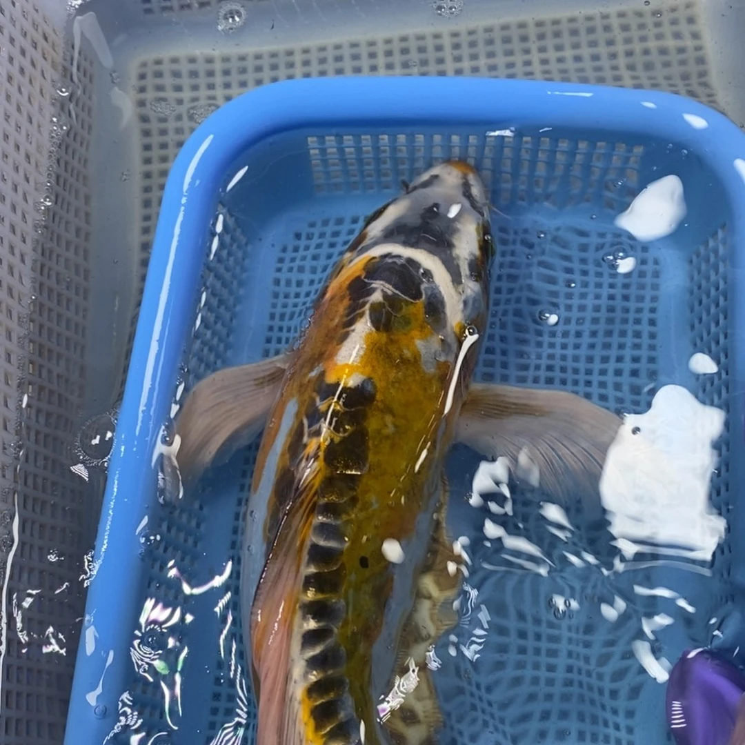 锦鲤冷水锦鲤包邮