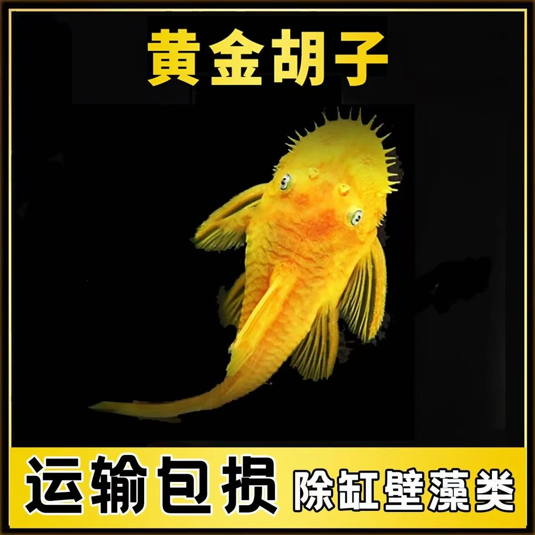 胡子大帆热带观赏鱼清洁鱼缸除藻好养耐活