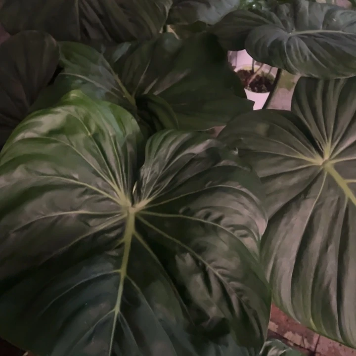 完全开放超大麦克道尔