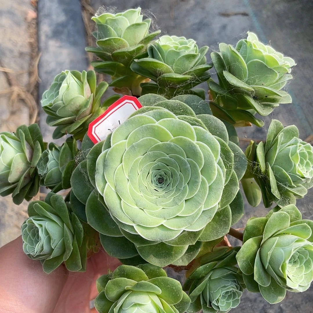 山地玫瑰多肉 376