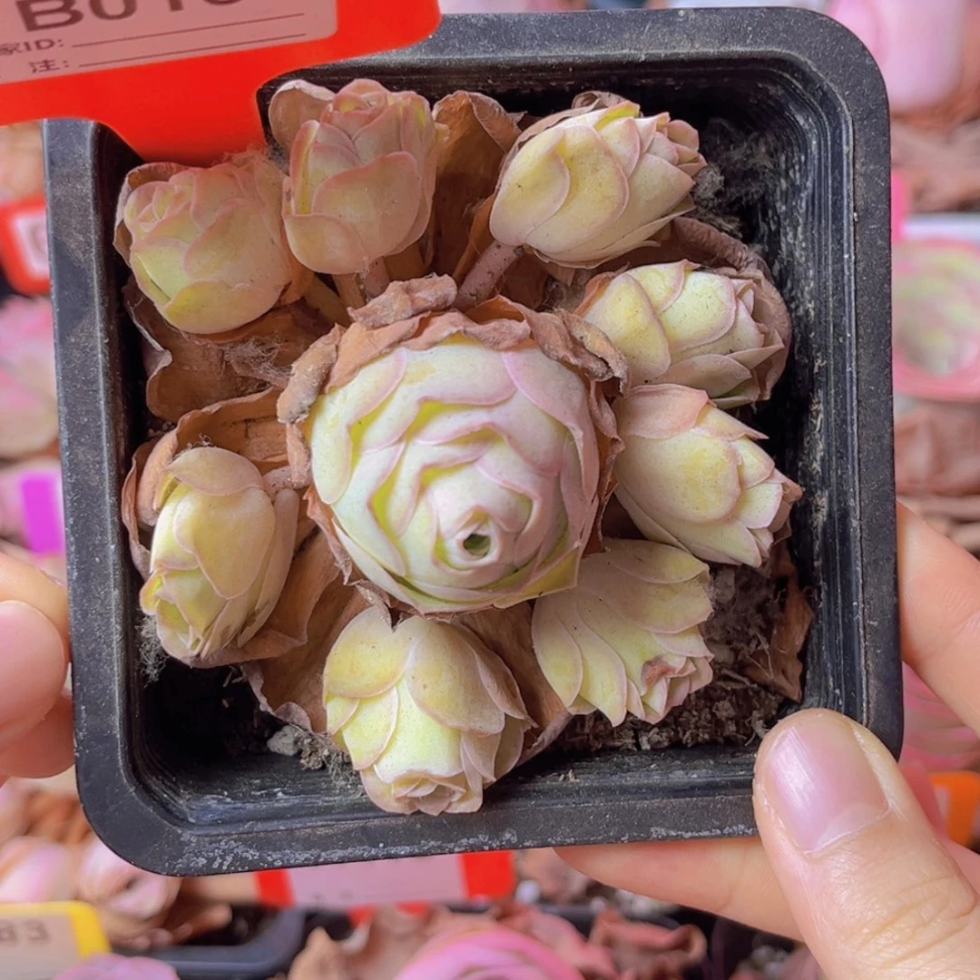 013山地玫瑰粉色