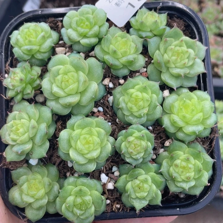 云糖心多肉植物188