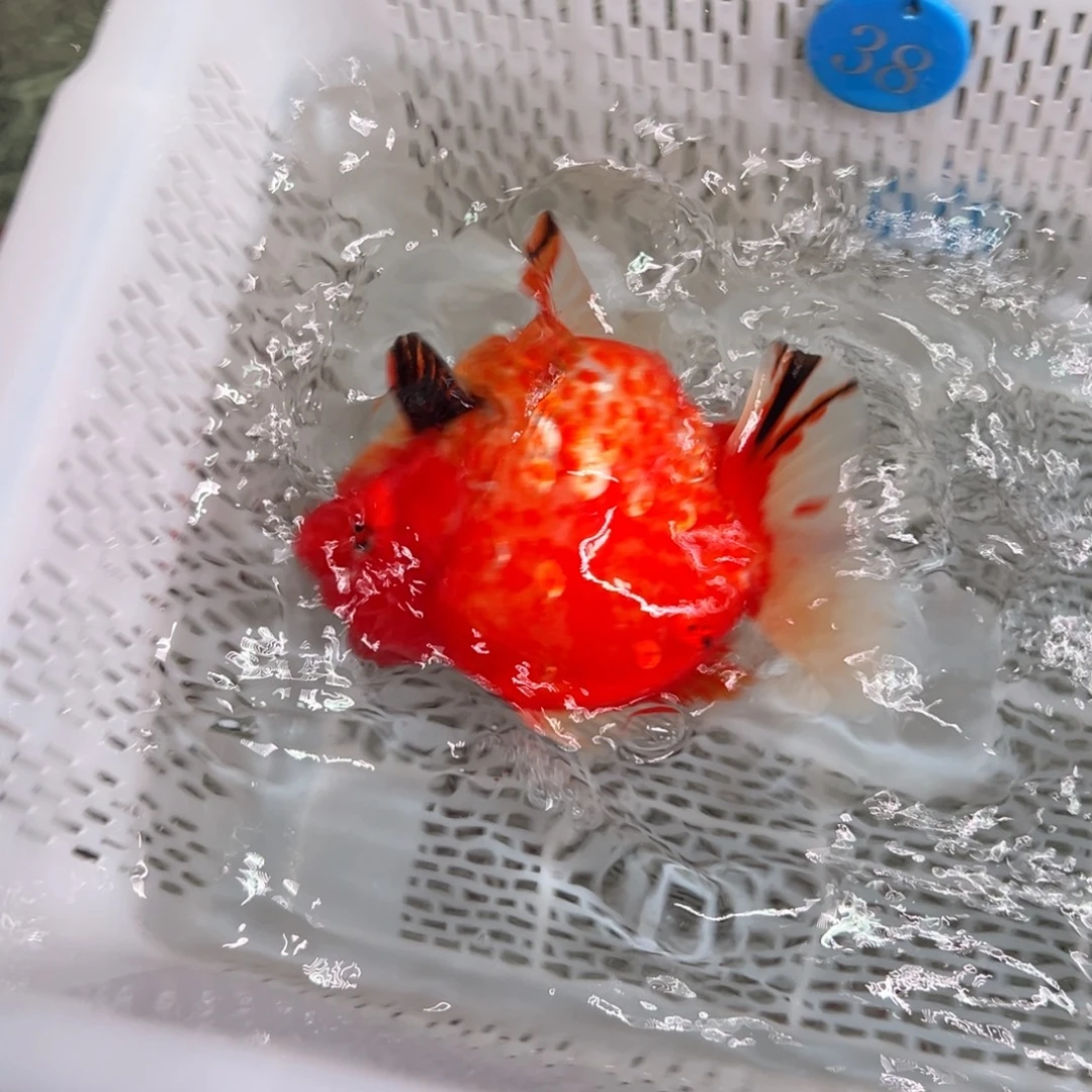 c***w金鱼你好点没有啊我