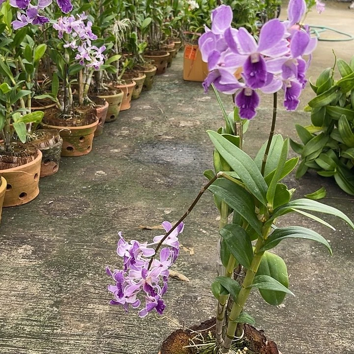 完全开放紫松鼠37